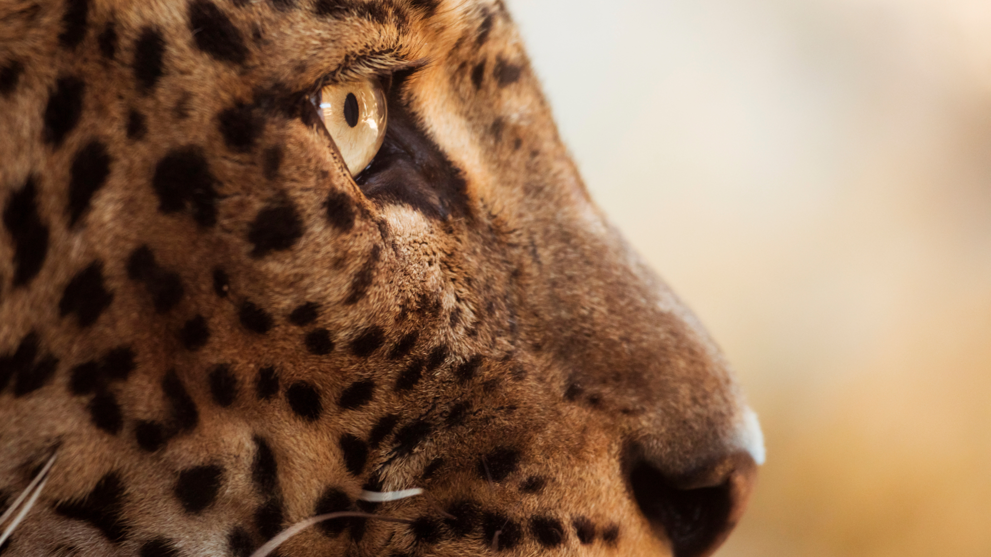 leopardo