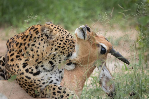 Leopardo mordiendo el cuello de su presa